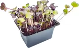 Microgreens – ředkvička, vanička
