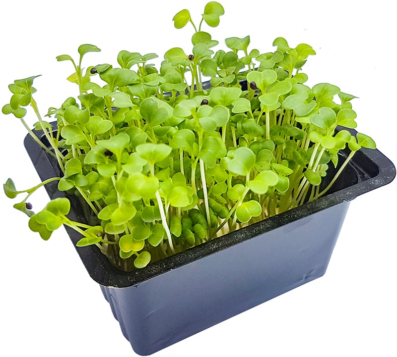 Microgreens – brokolice, vanička