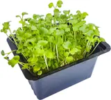 Microgreens – brokolice, vanička