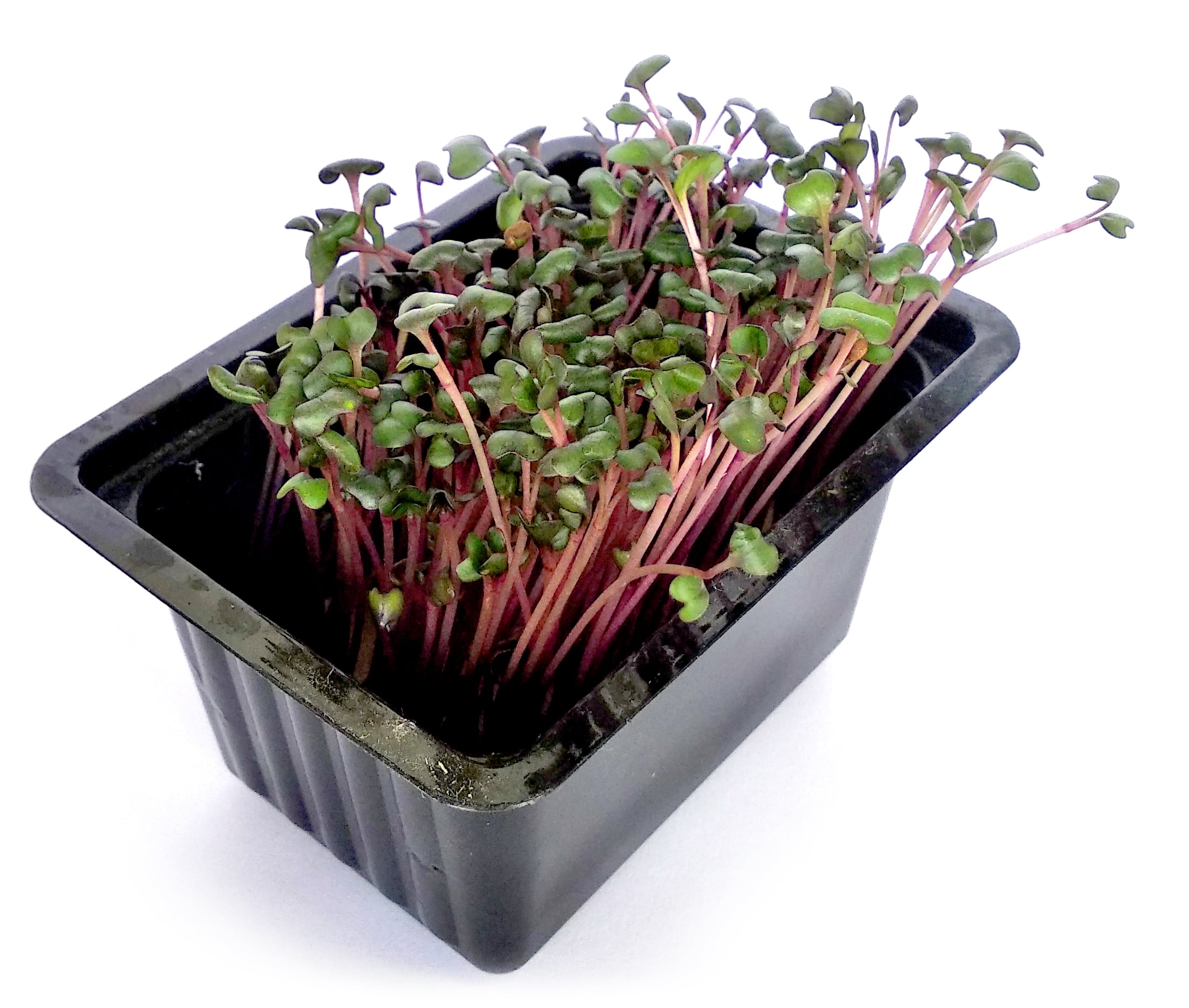 Microgreens – růžové zelí, vanička