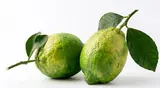 Citron Amalfi 1 ks