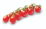 Rajčata cherry červená keříková