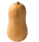 Tykev (dýně) máslová