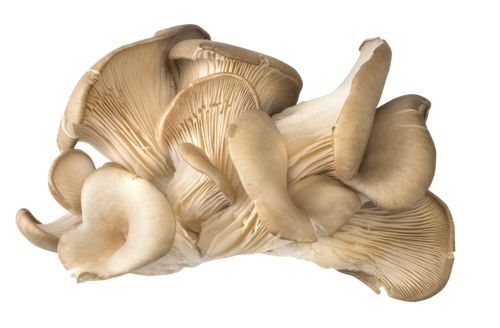 Hlíva ústřičná balená 150g