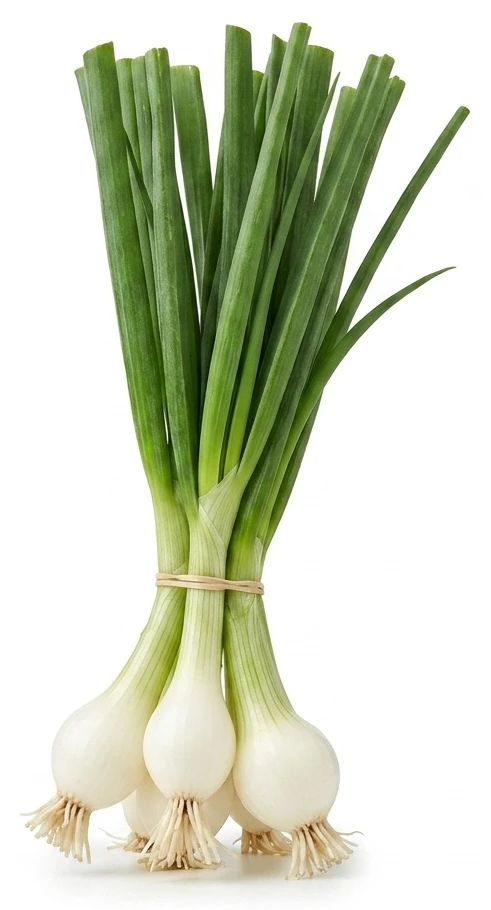 Cibule lahůdková