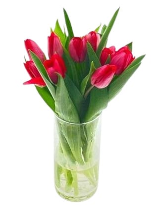 Tulipány červené