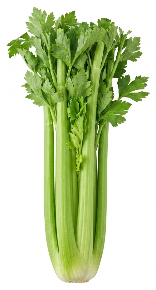 Celer řapíkatý