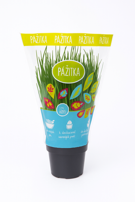 Pažitka květináč "13 cm”