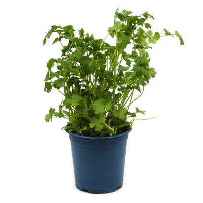 BIO Koriandr, květináč "13 cm"