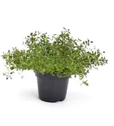 BIO Tymián, květináč "13 cm"
