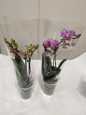 Orchidej Phalaenopsis 1 výhon, průměr květináče 9 cm, 1ks