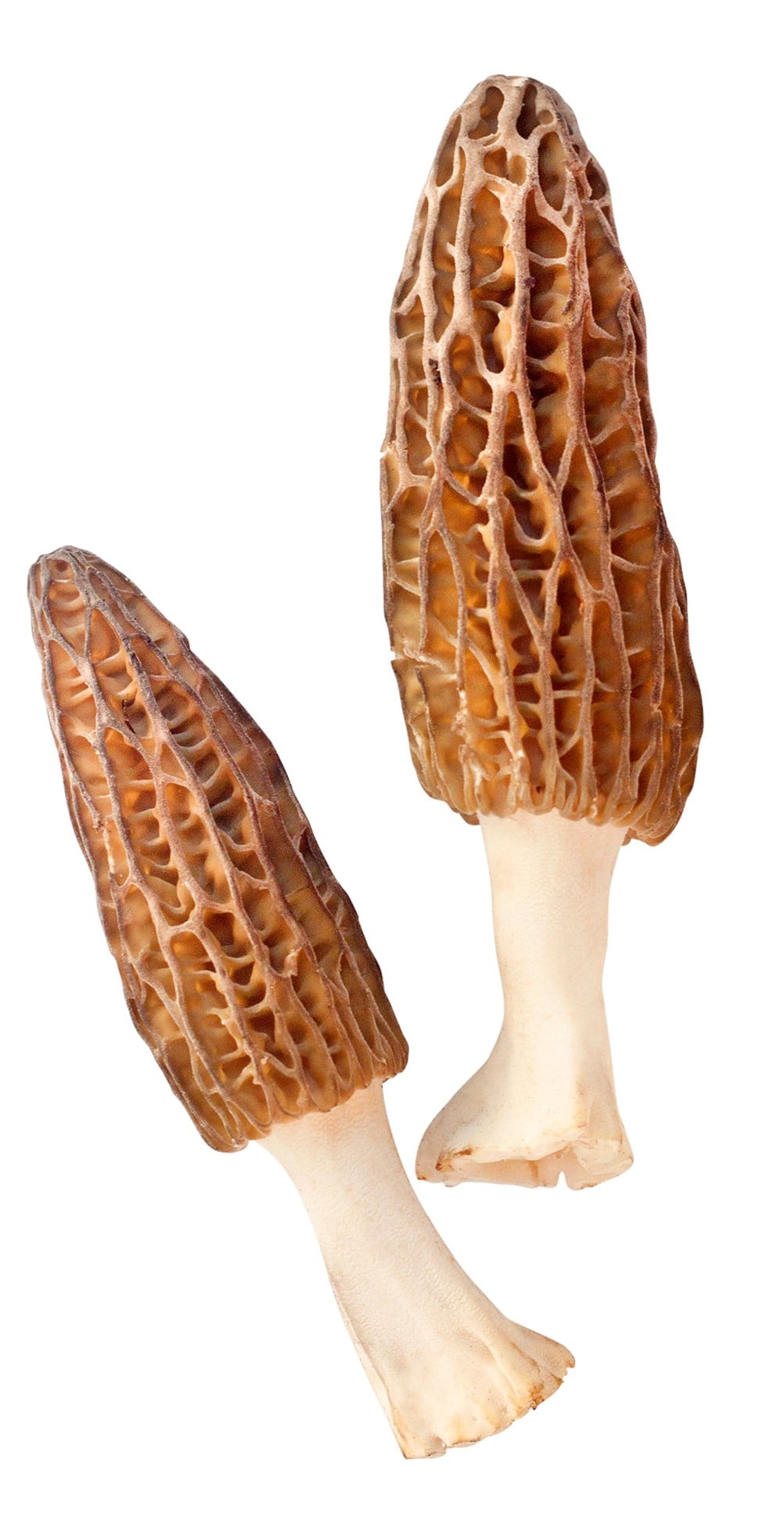 Smrž obecný – čerstvý, vanička