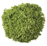 Salát Crispy zelený 1ks