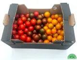BIO Rajčata cherry divoký mix, bedýnka