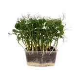 METRO Chef Microgreens - Hrášek setý 1 ks
