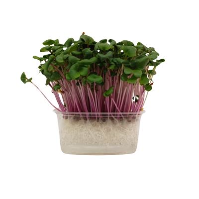METRO Chef Microgreens - Ředkvička China Rose 1 ks