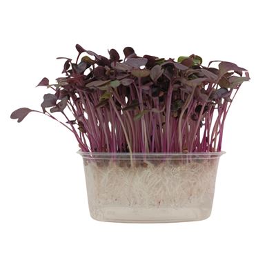 METRO Chef Microgreens - Ředkvička Red Sang 1 ks