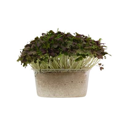 METRO Chef Microgreens - Mizuna červená 1 ks