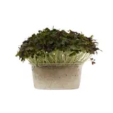 METRO Chef Microgreens - Mizuna červená 1 ks