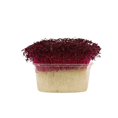METRO Chef Microgreens - Laskavec krvavý 1 ks