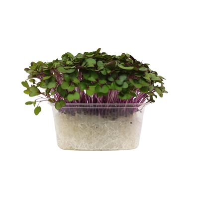 METRO Chef Microgreens - Kedluben růžový 1 ks