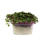 METRO Chef Microgreens - Kedluben růžový 1 ks