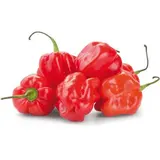 Feferonka Habanero červená čerstvá 50 g