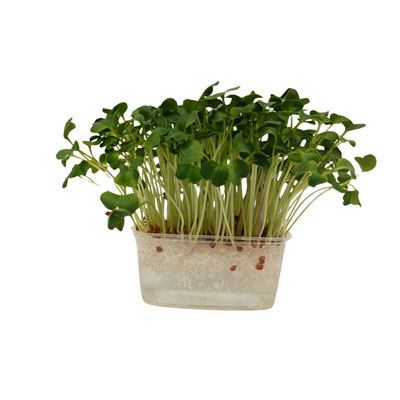 METRO Chef Microgreens - Ředkvička Daikon 1 ks