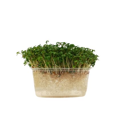 METRO Chef Microgreens - Řeřicha setá 1 ks