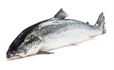 Losos obecný chlaz. váž. cca 6 - 7 kg