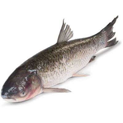 Amur bílý živý 1 ks