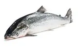 Losos obecný chlaz. váž. 1x cca 4 - 5 kg