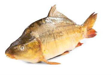 Kapr obecný - filet bez kůže chlaz. váž.
