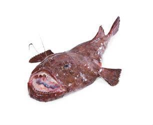Ďas mořský celý chlaz. váž. cca 1 - 2 kg