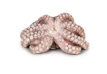 Chobotnice chlaz. váž. cca 250 - 450 g