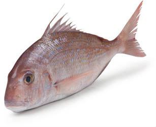 Pražman obecný chlaz. váž. cca 1 - 2 kg+