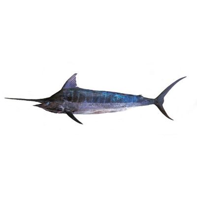Mečoun obecný kuchaný s hlavou chlaz. váž. cca 20 - 30 kg