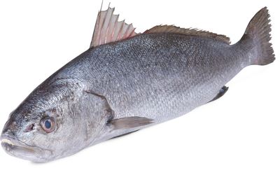Smuha královská chlaz. váž. cca 2 - 3 kg