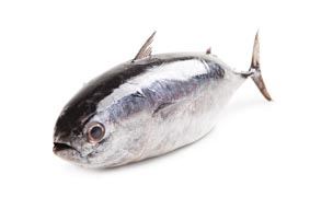 Tuňák křídlatý chlaz. váž. cca 6 - 9 kg