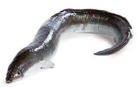 Úhoř mořský kuchaný chlaz. váž. cca 2 - 3 kg