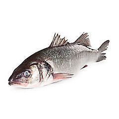 Vlk mořský nekuchaný chlaz. váž. cca 0,8 - 1 kg