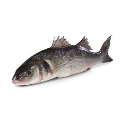 Vlk mořský kuchaný na udici chlaz. váž. cca 1 - 2 kg