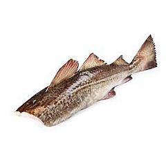Treska tmavá bez hlavy chlaz. váž. cca 0,7 - 3 kg