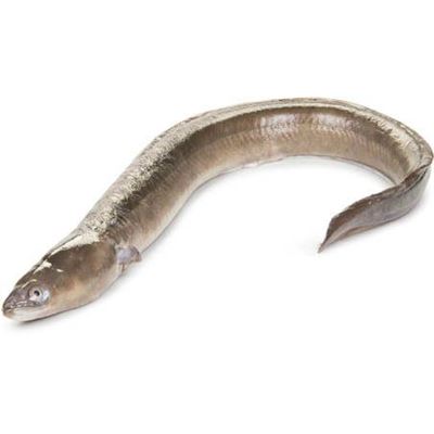 Úhoř mořský kuchaný chlaz. váž. cca 1 - 2 kg