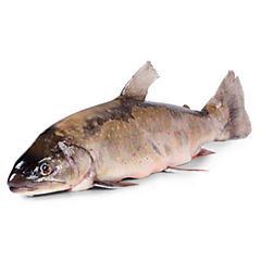 Siven arktický kuchaný chlaz. váž. cca 0,8 - 1,5 kg