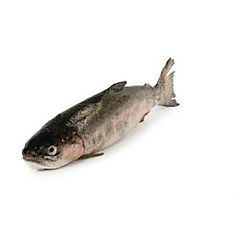 Pstruh duhový kuchaný chlaz. váž. cca 500 g