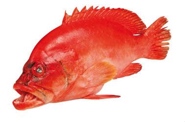 Kanic červenohnědý chlaz. váž. cca 1 kg