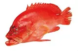 Kanic červenohnědý chlaz. váž. cca 1 kg