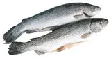 Pstruh duhový kuchaný chlaz. váž. cca 300 - 400 g