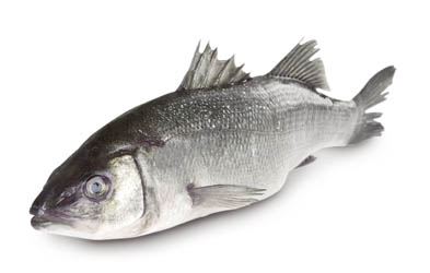 Vlk mořský divoký nekuchaný chlaz. váž. cca 1 - 2 kg